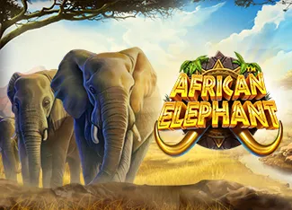 African Elephant - JPMAXWIN188
